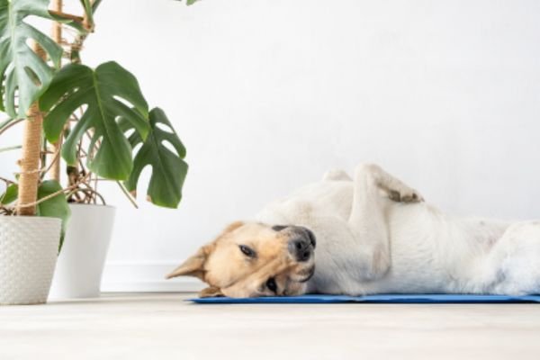 Tapete Gelado Pet: A Solução Ideal para o Conforto do Seu Animal